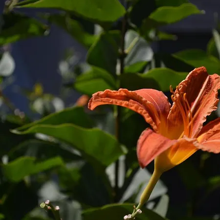 Le Bompard 50 M2 Art Déco Plein Centre Avec Jardin